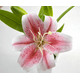 thumbnail image 3 of Planta lirios artificiales macetero 23 cm, 3 of 3