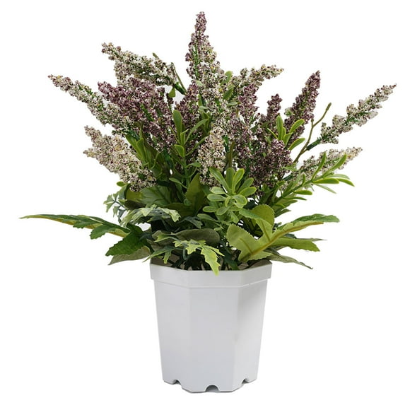 Lavanda En Macetero Blanco 29 Cm