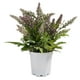 thumbnail image 1 of Lavanda En Macetero Blanco 29 Cm, 1 of 3