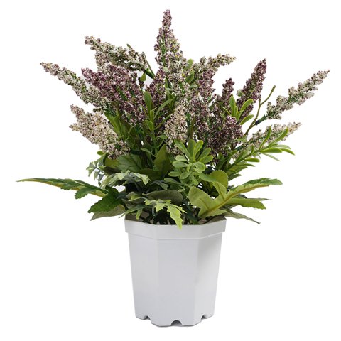 Green Element - Lavanda En Macetero Blanco 29 Cm