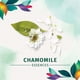 thumbnail image 2 of Acondicionador Herbal Essences Shine Manzanilla, 400 ml, 2 of 7