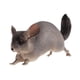 thumbnail image 1 of Modelo De Estatuilla De Animal, Recuerdo De Fiesta, Decoración Del Hogar, Artesanía, Estatuilla De Juguete Pintada A Mano, Chinchilla, 1 of 5