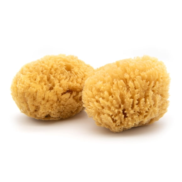 Sea Sponge Neptune Caribbean Sea, paquete de 2 unidades, tamaño mediano, 13-15 cm