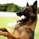 thumbnail image 5 of Juguete masticable para perros Tikaton, hueso de dentición duradero para masticadores agresivos, 5 of 7