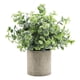 thumbnail image 1 of Planta Suculenta Falsa Artificial En Maceta Mini Plantas En Maceta Decoración De Jardín Para El Hogar Desmodium, 1 of 5
