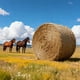 thumbnail image 1 of Red redonda VEVOR con alimentación lenta para caballos, 1,5 m x 1,5 m, 1 of 9
