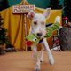 thumbnail image 3 of Juguete masticable para mascotas Bark Snake Plush, 3 of 4