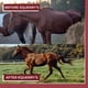 thumbnail image 4 of Suplemento Para Caballos Better Horse Belly 499 G, 4 of 6
