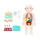 thumbnail image 5 of Body Puzzle Coleccionable Desmontable Multipropósito Material Didáctico Para El Aula, 5 of 5