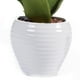 thumbnail image 2 of Aloe Decorativa en Pote Blanco, 2 of 4