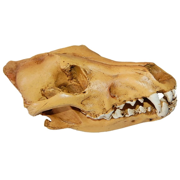 Réplica De Resina De Calavera Realista Falsa Cabeza De Enseñanza Modelo De Esqueleto Acuario 3