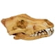 thumbnail image 1 of Réplica De Resina De Calavera Realista Falsa Cabeza De Enseñanza Modelo De Esqueleto Acuario 3, 1 of 5