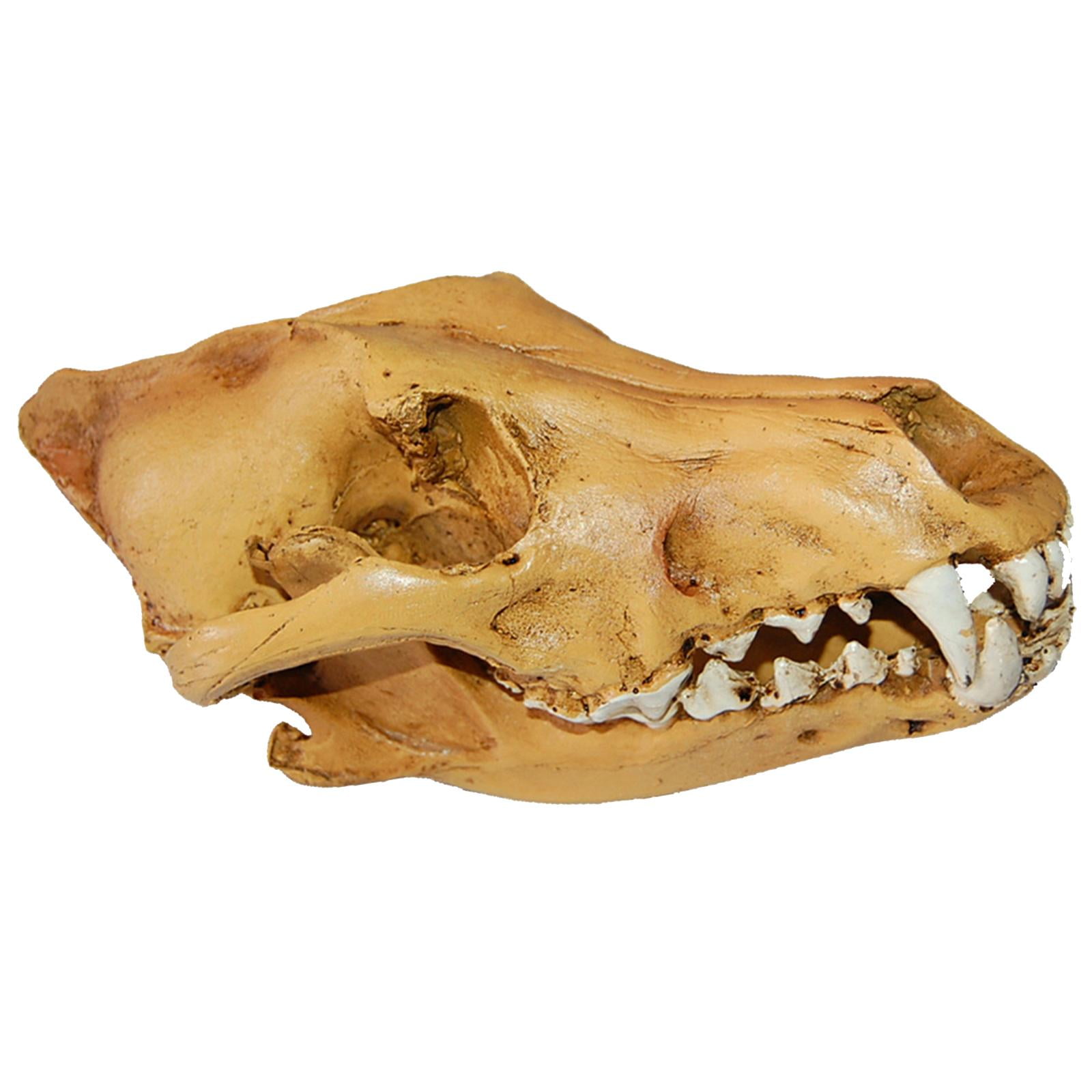 Réplica De Resina De Calavera Realista Falsa Cabeza De Enseñanza Modelo De Esqueleto Acuario 3