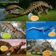thumbnail image 4 of Set de huevos de dinosaurio Playdough Iceacrin para niños de 4 a 8 años, 4 of 7