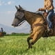 thumbnail image 3 of Máscara de mosca de caballo Nariz larga con oídos Cara completa Negro Gran un tamaño Paseo silencioso Máscara de mosca de caballo con nariz larga y oídos, Negro, caballo, 3 of 3