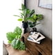 thumbnail image 2 of Planta Artificial Ficus Lyrata Mini 15 Hojas 60 Cm, 2 of 3