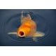 thumbnail image 3 of Sera Koi Royal Mini 1,1kg (pellet 2mm) Alimento Peces De Agua Fria, 3 of 3