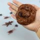 thumbnail image 5 of Juguete para excrementos falsos PPXMEEUDC de diferentes formas con insectos, broma, 5 of 8