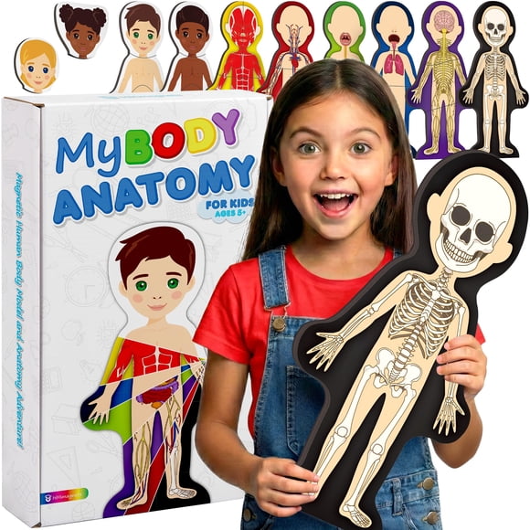 Kit De Rompecabezas Magnético De 7 Capas Del Modelo Anatómico