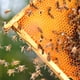 thumbnail image 5 of Paquete De 20 Marcos Para Abejas Con Base Recubierta De Cera De Abeja, 5 of 5
