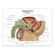 thumbnail image 3 of Modelo de pelvis masculina GPI Anatomicals con inserto de hiperplasia prostática benigna (HPB), 3 of 6