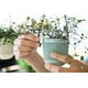 thumbnail image 3 of Paquete de 3 macetas suculentas de dos piezas de 3,5 pulgadas con drenaje, asa extraíble flexible, macetas para plantas pequeñas, macetas colgantes para pared o ventana., 3 of 8