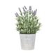 thumbnail image 1 of Planta Decorativa Lavanda 60 cm, 1 of 1