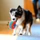 thumbnail image 3 of Rollo para perros Chuckit Indoor Fetch Roller, 19 cm, naranja y azul, 3 of 5