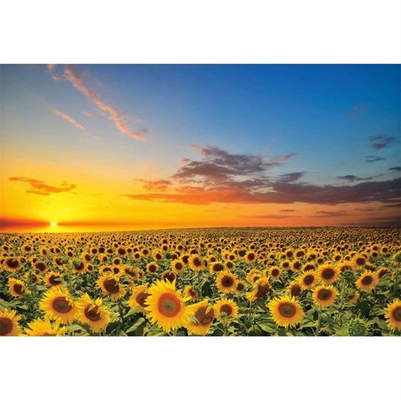 FONDO DE FOTOGRAFÍA shensu 3x2,5 m Girasoles