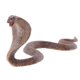 thumbnail image 3 of Animal Modelo Estatuilla Ni?os Zoológico Educativo Animal/árbol Juguete Accesorios Regalos I, 3 of 3