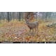 thumbnail image 4 of Cámara Trail Stealth Cam Fusion X-Pro Dual Sim de 36 MP, 4 of 7