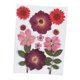 thumbnail image 1 of Flores Secas Reales, Hojas Prensadas, Crisantemo De Cristal Rojo, 1 of 5