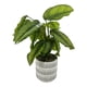 thumbnail image 1 of Plata dracena artificial, 1 of 4