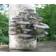 thumbnail image 3 of Kit de cultivo de hongos Root Mushroom Farm 1,36 kg King y Blue, 3 of 3