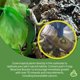 thumbnail image 3 of Sustrato BioBedding Tropical de Josh's Frogs – 10 cuartos, 3 of 8