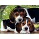 thumbnail image 2 of Puzzle 500 piezas Cachorritos, 2 of 2