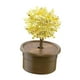 thumbnail image 1 of Novedad Crystal Trees Growing Kit Aprendizaje De Juguetes Educativos Para Niños Amarillo, 1 of 5