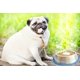 thumbnail image 3 of Cuenco para perros Slow Feed Mr. Peanut's, pequeño, de acero inoxidable, 3 of 7