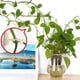 thumbnail image 2 of Clips para fijación de plantas trepadoras de pared, gancho autoadhesivo para fijación de plantas trepadoras de pared, clip de sujeción para soporte de plantas de hortalizas de jardín, gancho adhesivo, 2 of 6
