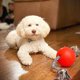 thumbnail image 2 of Juguete para Perro Jolly Pets Romp-n-Roll Cuerda y Pelota 11.4 cm Pequeña, 2 of 7