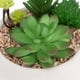 thumbnail image 2 of Suculentas con maceta cemento, 10 cm de alto, 2 of 2