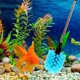 thumbnail image 2 of Kit de Limpieza Suseg para Acuario con Cepillo, 2 of 7