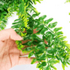 thumbnail image 3 of Plantas artificiales 5 uds boston fern, 3 of 3