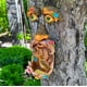 thumbnail image 4 of Decoración de cara para árbol para exterior con comedero para aves, hombre viejo, Mood Lab, 4 of 8