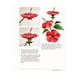 thumbnail image 3 of Dibujar Y Pintar Bonitas Flores, 3 of 5