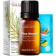 thumbnail image 1 of Aceite Esencial de Pino Gya Labs 10 mL para Cabello, Piel y Aromaterapia, 1 of 6
