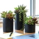 thumbnail image 1 of Plantas suculentas artificiales SEEKO (paquete de 3) con maceta negra, 1 of 6