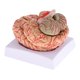 thumbnail image 2 of Nueva Herramienta De Ense?anza De Estudio De Anatomía Modelo De Cerebro Humano Anatómico Desmontado, 2 of 5