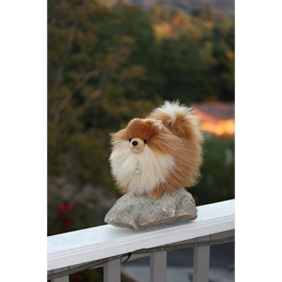 Aurora - Miyoni - Pomerania de 9"