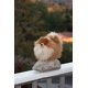 thumbnail image 1 of Aurora - Miyoni - Pomerania de 9", 1 of 2